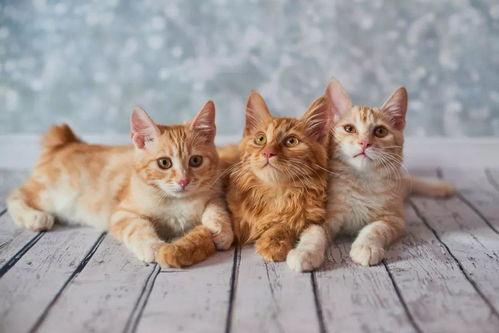 猫可以吃方瓜吗,方瓜在猫饮食中的适宜性解析