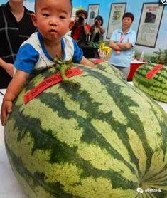 小王吃瓜不卖瓜什么意思,揭秘瓜农的另类生活态度