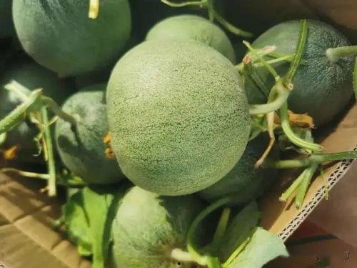 孕早期吃线瓜,线瓜助力母婴健康